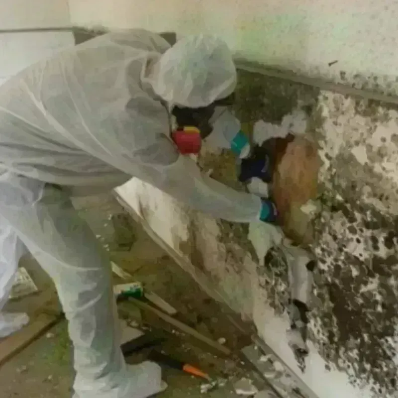 Mold Remediation and Removal in Cajahs Mountain, NC